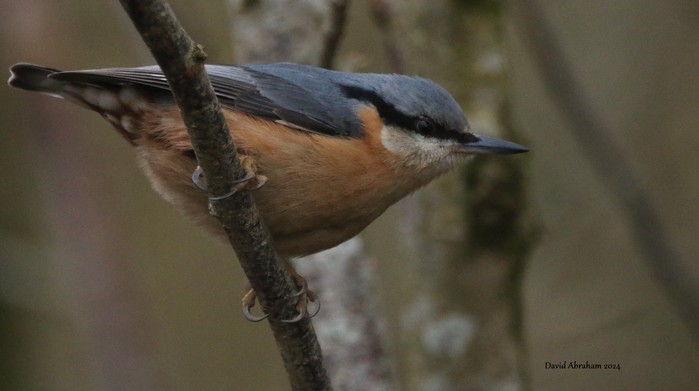 Nuthatch 