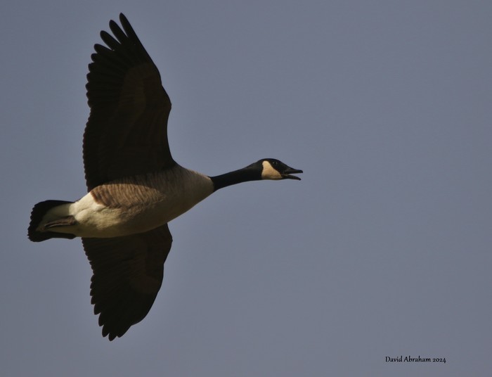 Canada Goose 
