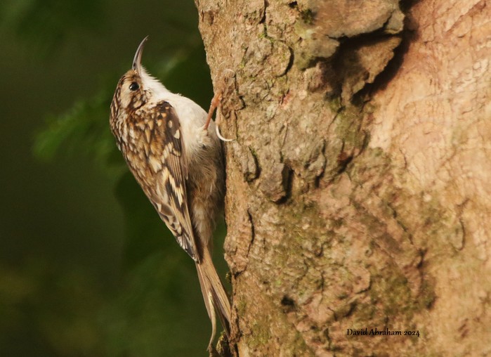 Treecreeper 