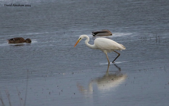 Great White Egret