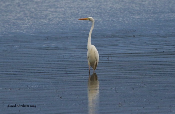 Great White Egret 