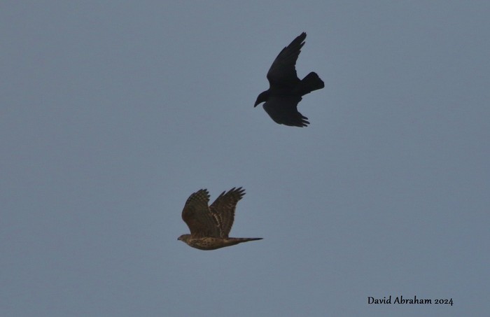 Goshawk 