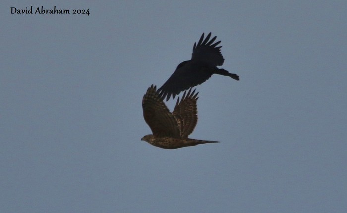 Goshawk 