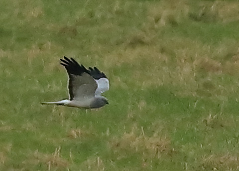 Hen Harrier