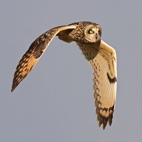 Short-eared Owl