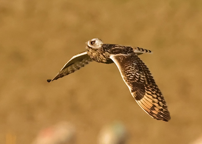 Short-eared Owl