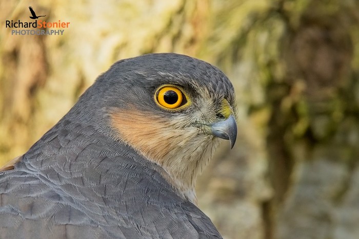 Sparrowhawk