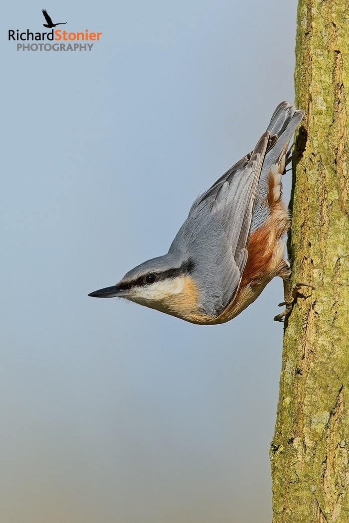 Nuthatch