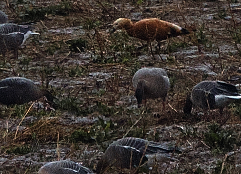 Ruddy Shelduck