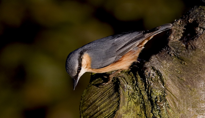 Nuthatch