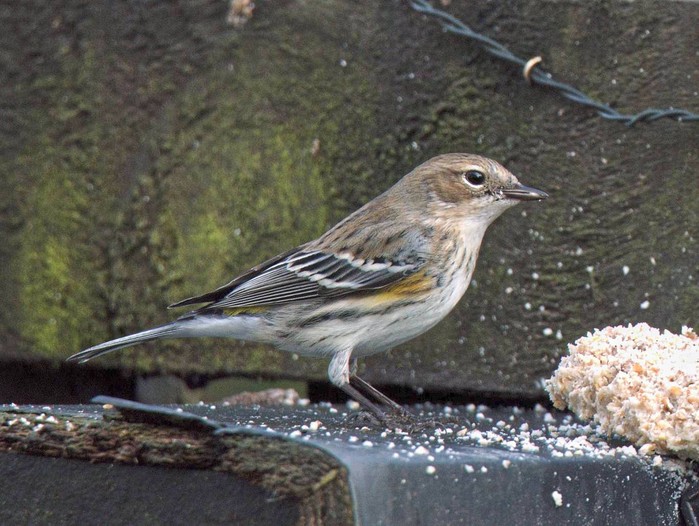 Myrtle Warbler