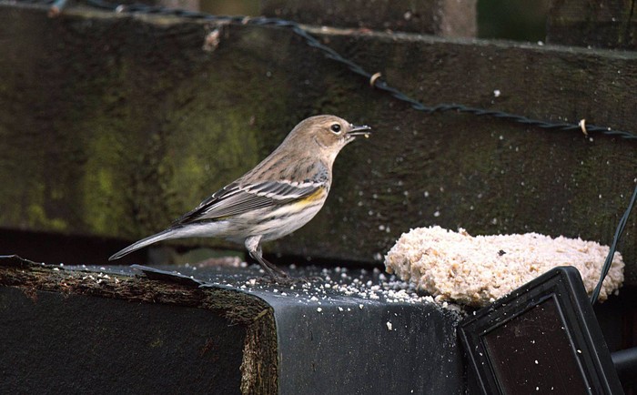 Myrtle Warbler