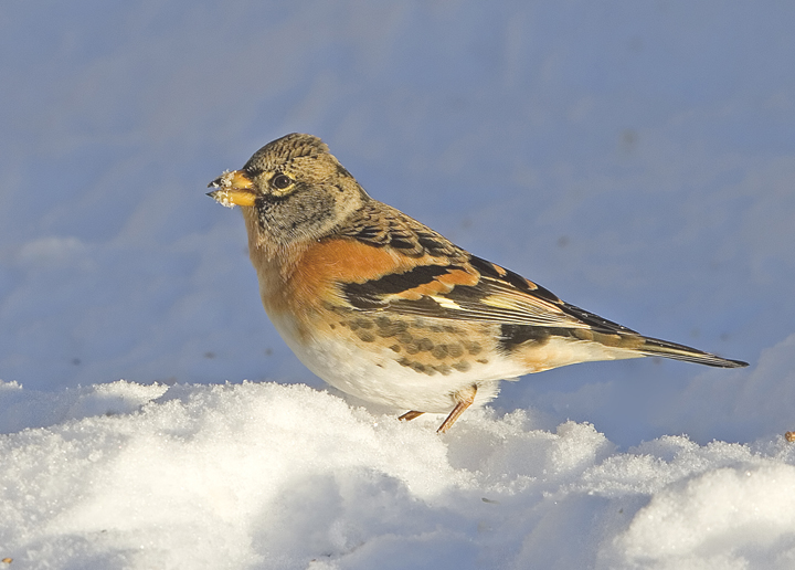 Brambling