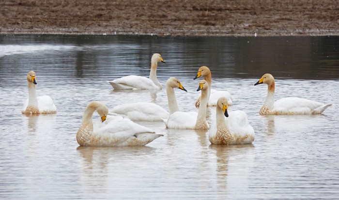 Whooper Swan