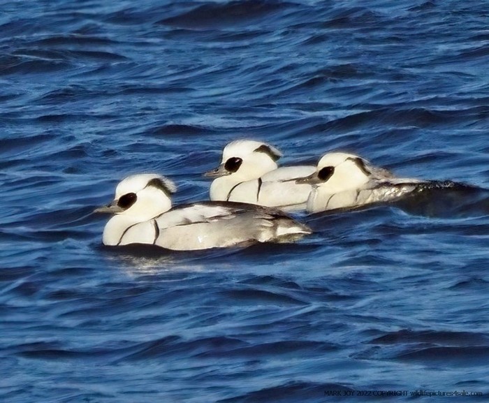 Smew