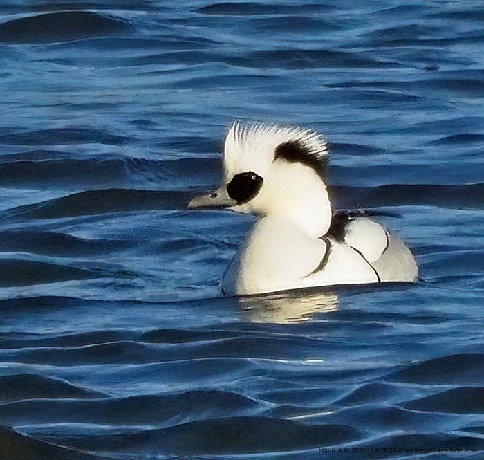 Smew