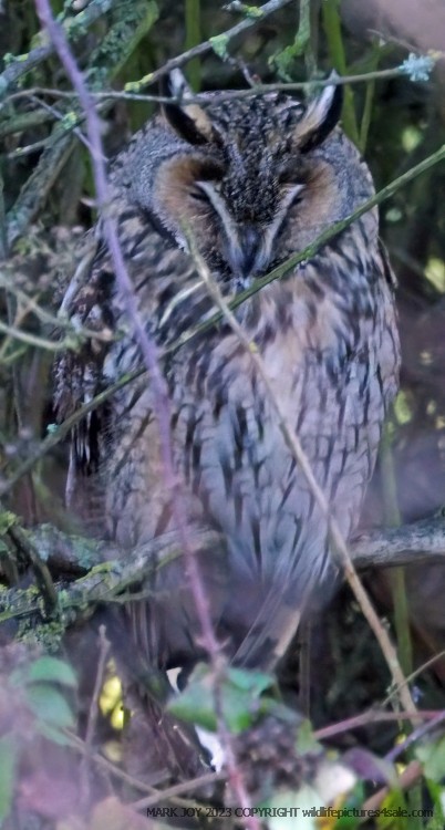 Long-eared Owl
