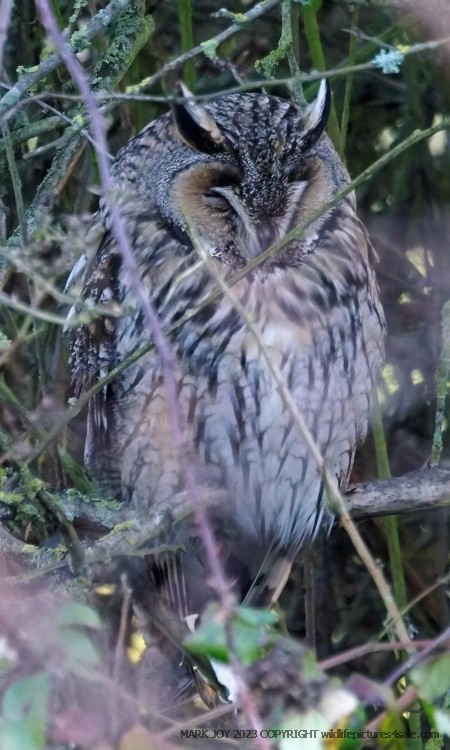 Long-eared Owl