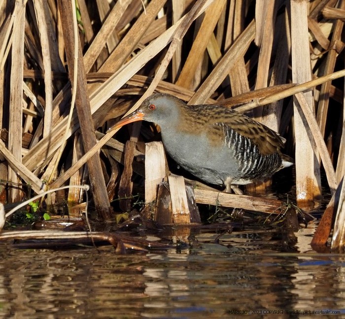 Water Rail
