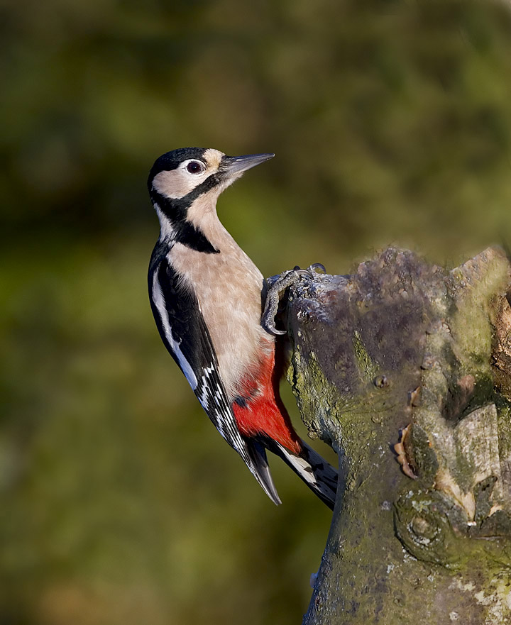 Great Spotted Woodpecker