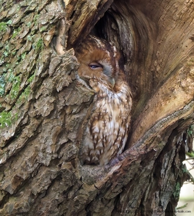 Tawny Owl