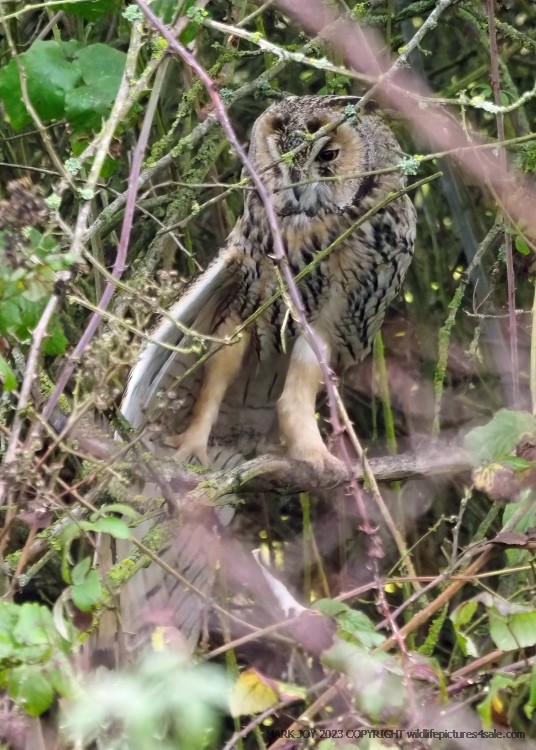 Long-eared Owl