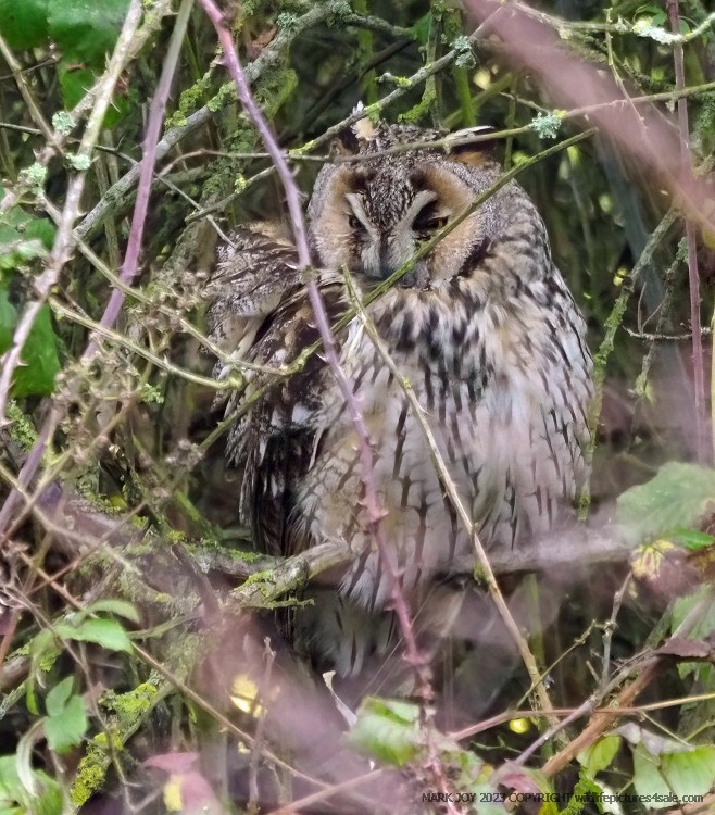 Long-eared Owl