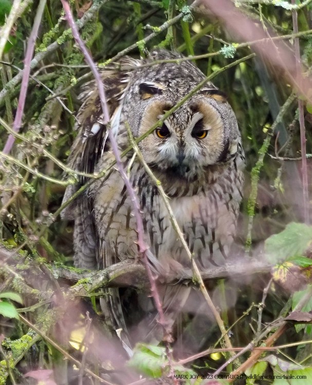Long-eared Owl