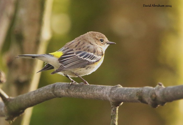 Myrtle Warbler