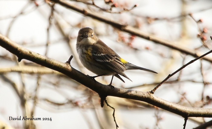 Myrtle Warbler 
