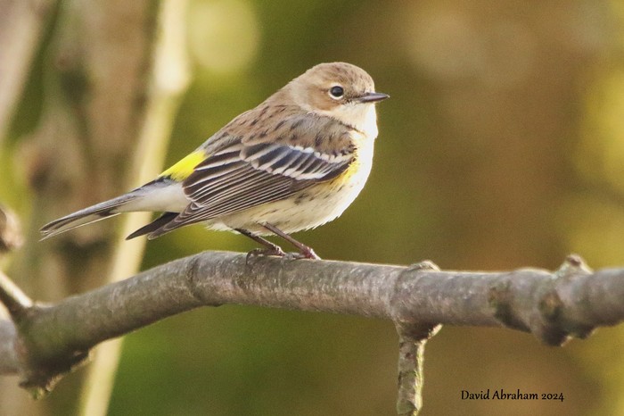Myrtle Warbler 