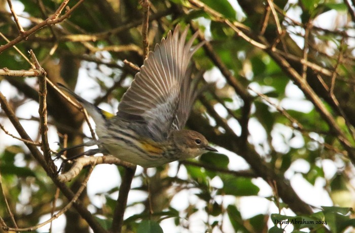 Myrtle Warbler 