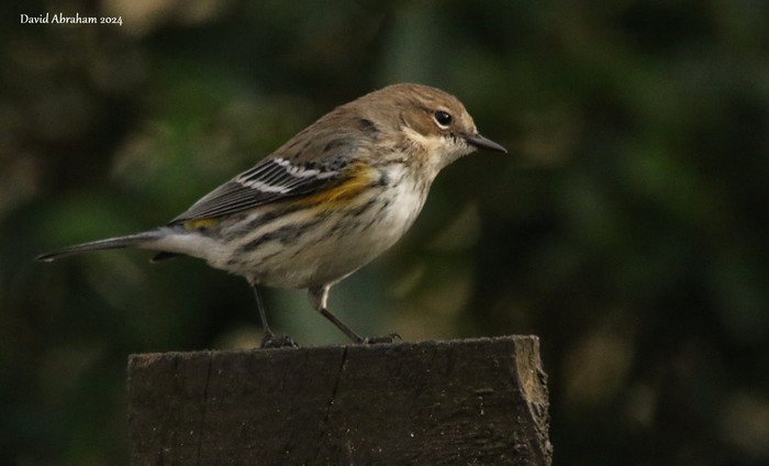 Myrtle Warbler 