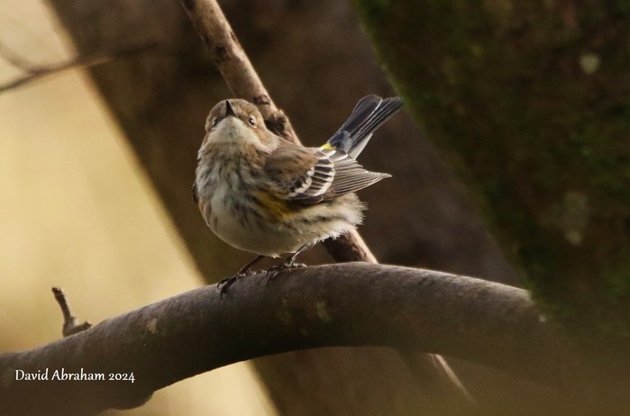 Myrtle Warbler 