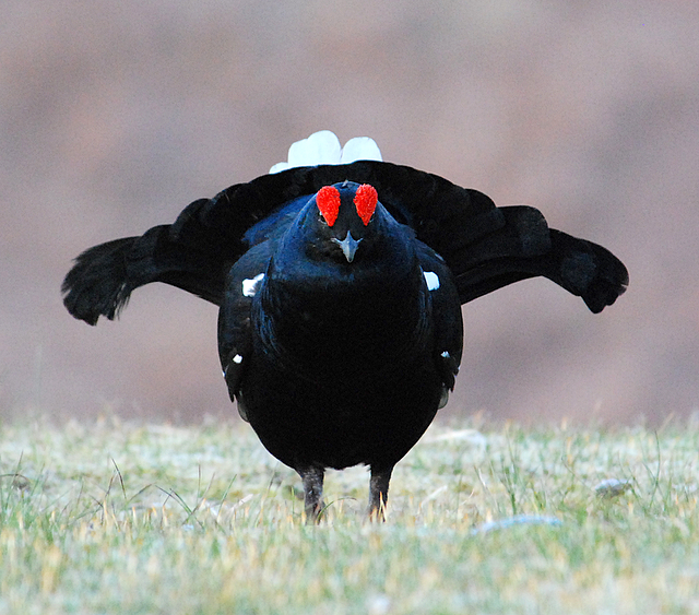 Black Grouse