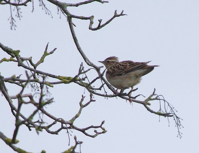 Woodlark