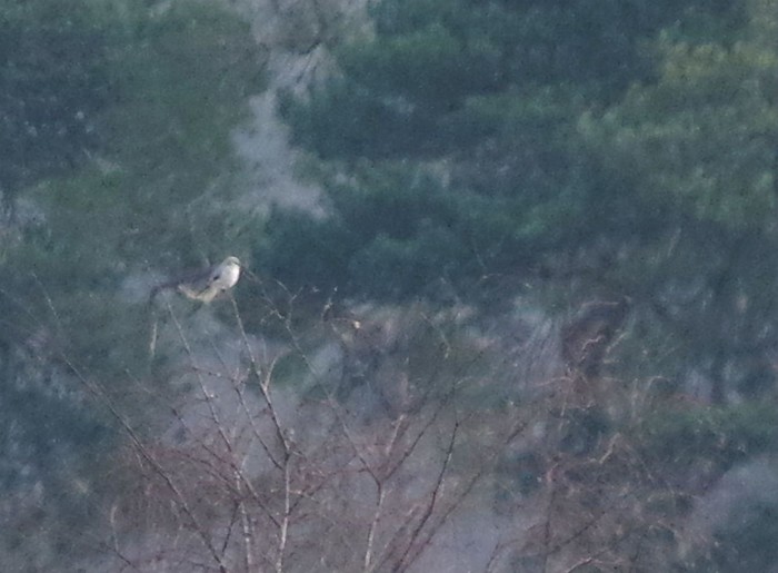 Great Grey Shrike