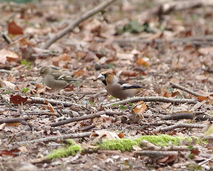 Hawfinch