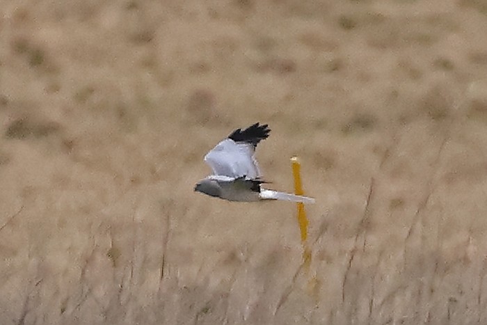 Hen Harrier