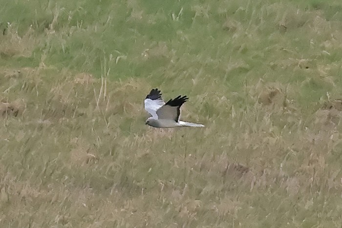 Hen Harrier