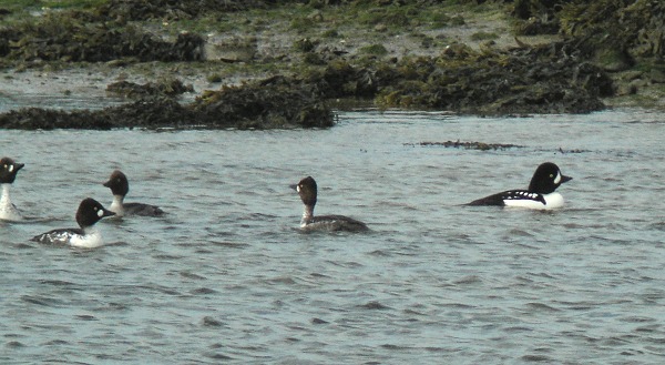 Barrow's Goldeneye
