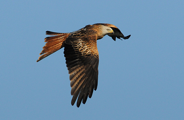 Red Kite