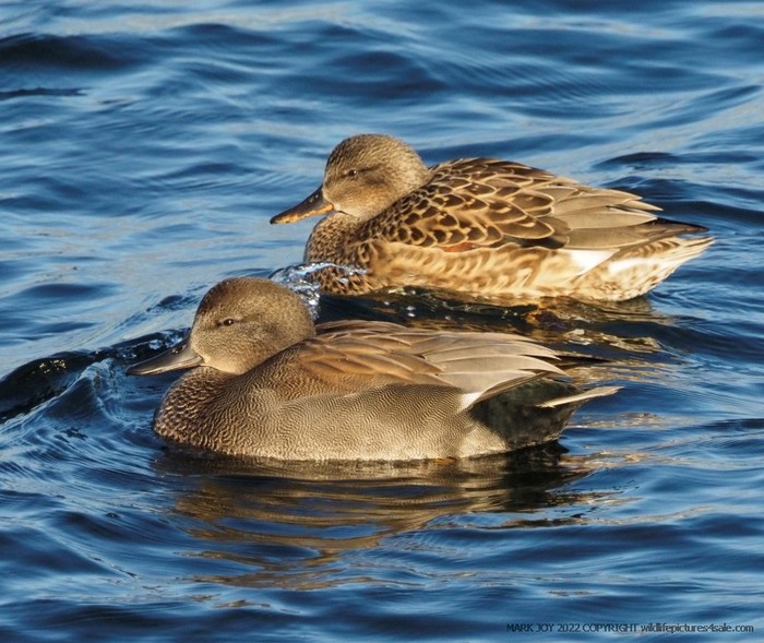 Gadwall
