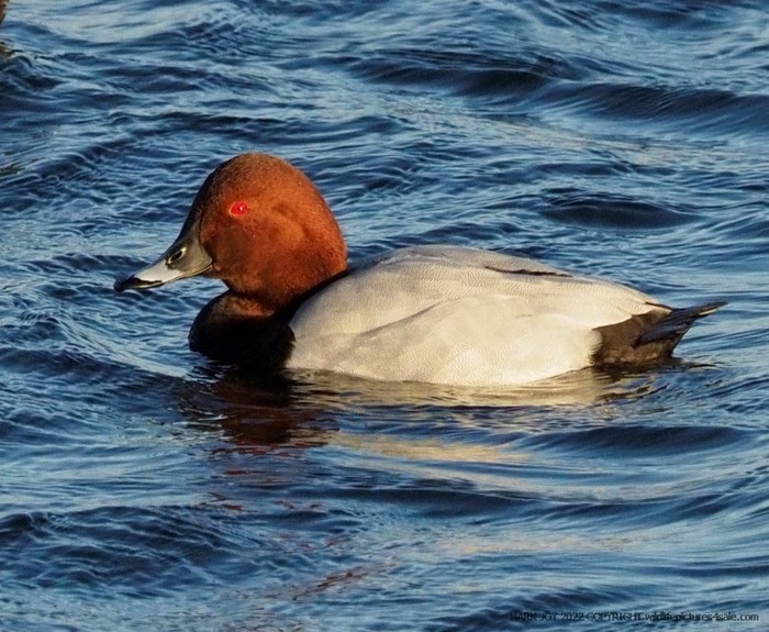Pochard