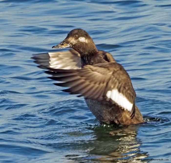 Velvet Scoter