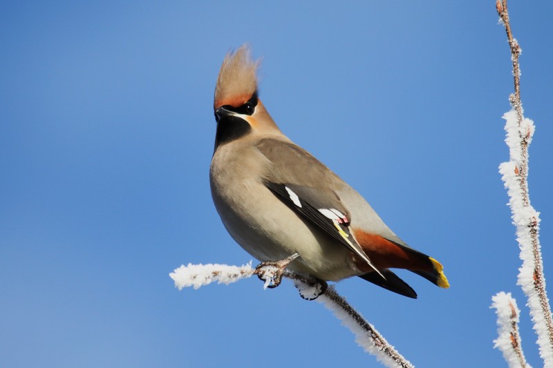 Waxwing