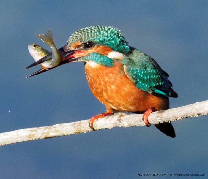 Kingfisher