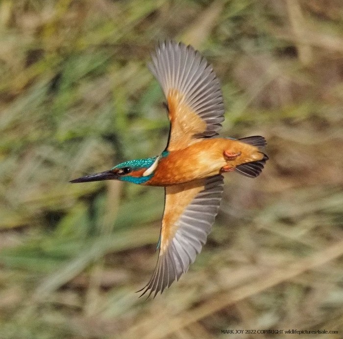 Kingfisher