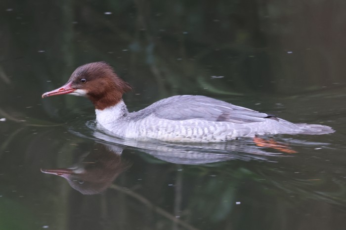 Goosander