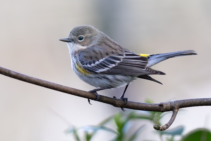 Myrtle Warbler
